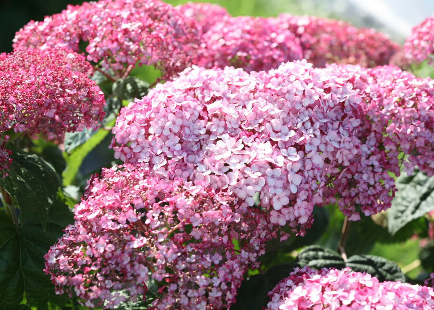 Bloom With Timeless Floral Elegance