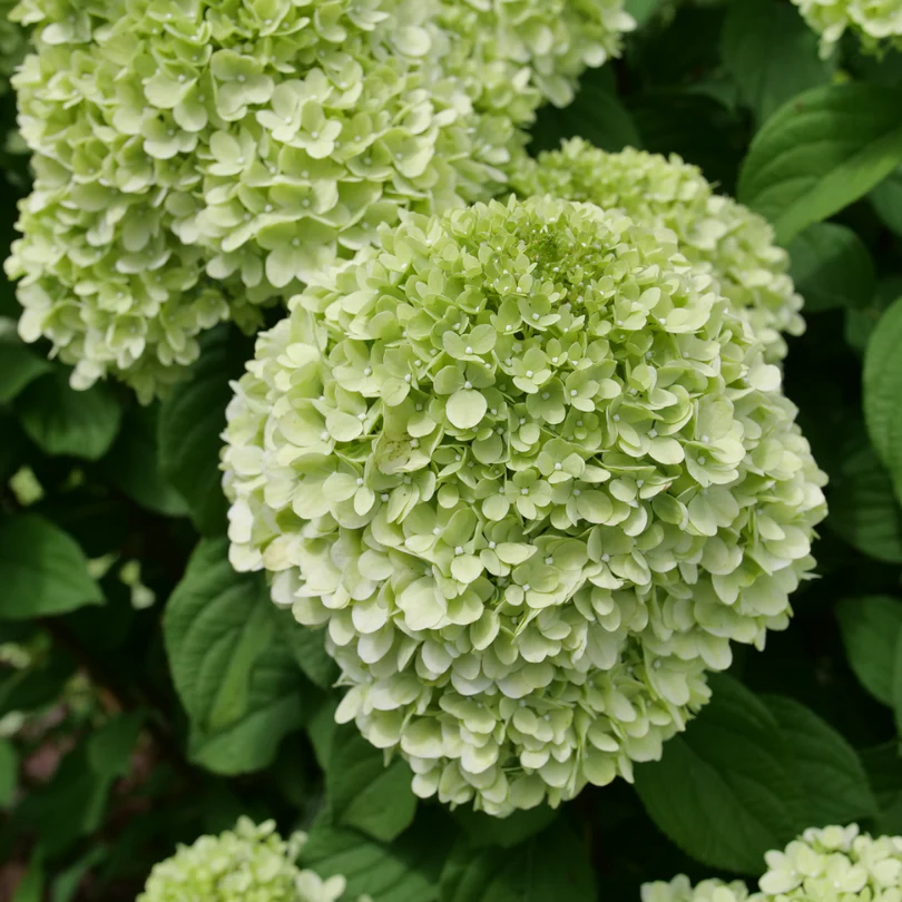 Best Hydrangeas for Beginners